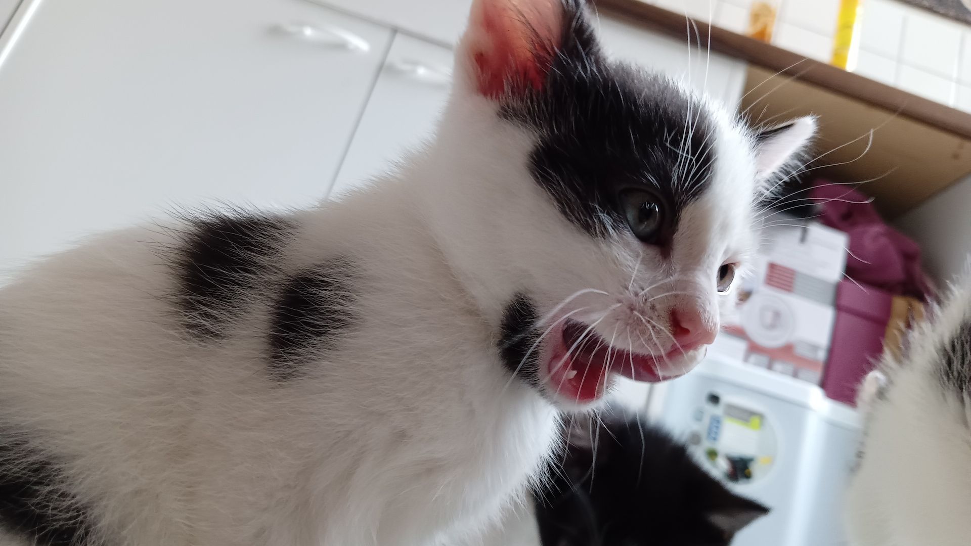 4 Junge Kitten suchen ein Liebevolles Zuhause