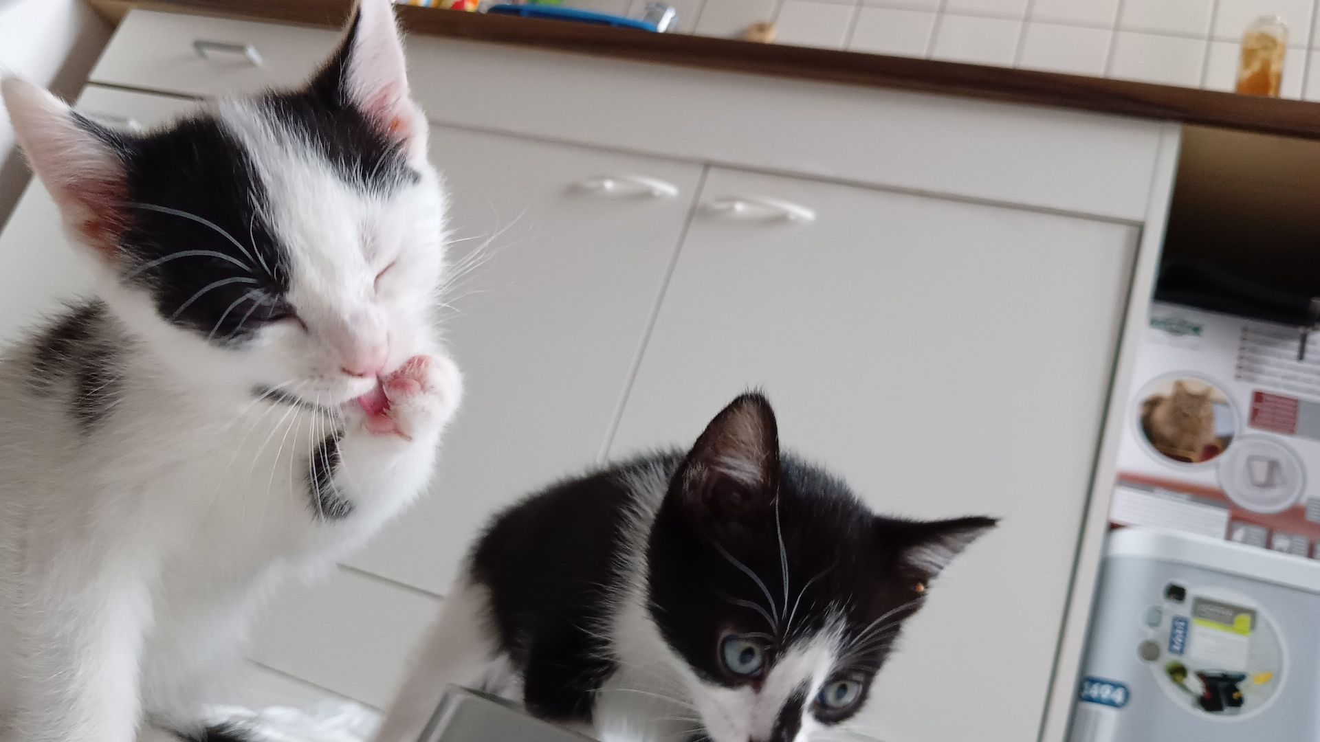 4 Junge Kitten suchen ein Liebevolles Zuhause