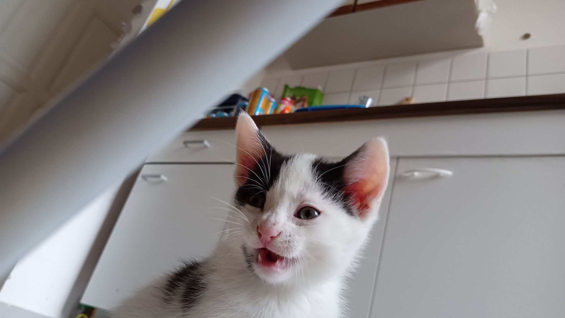 4 Junge Kitten suchen ein Liebevolles Zuhause