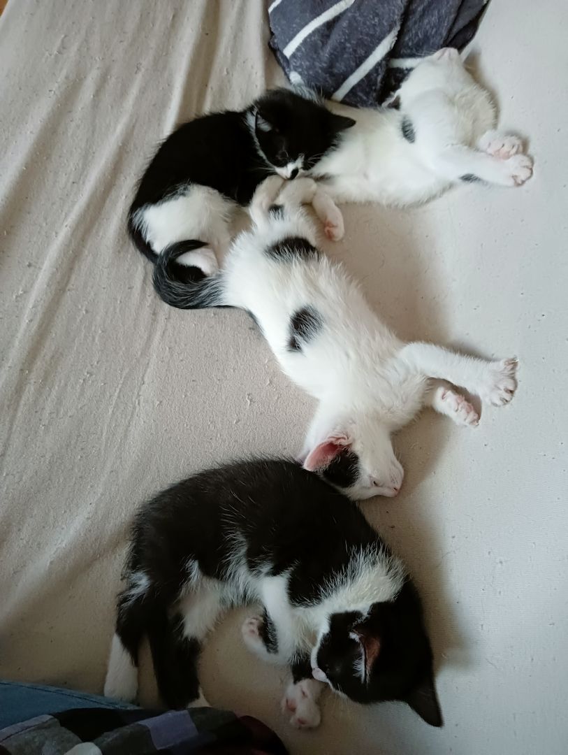 4 Junge Kitten suchen ein Liebevolles Zuhause