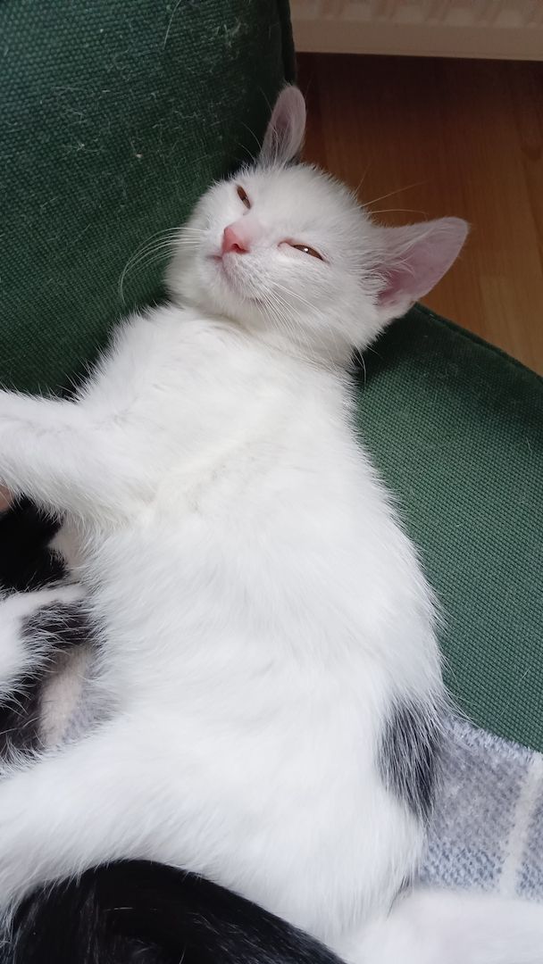 4 Junge Kitten suchen ein Liebevolles Zuhause