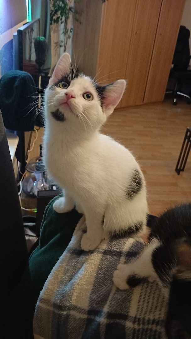 4 Junge Kitten suchen ein Liebevolles Zuhause