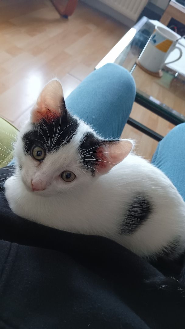 4 Junge Kitten suchen ein Liebevolles Zuhause