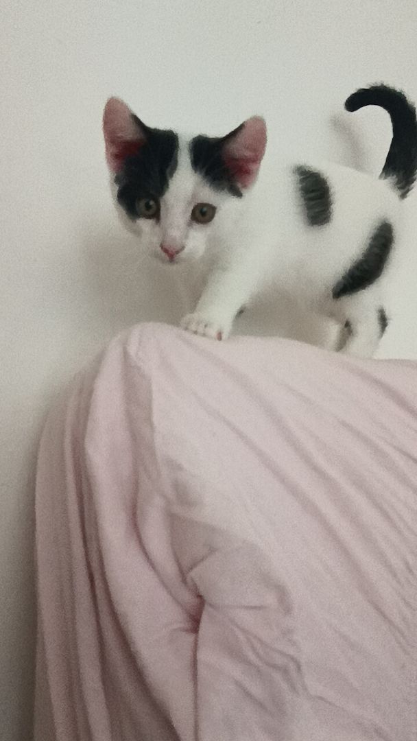 4 Junge Kitten suchen ein Liebevolles Zuhause