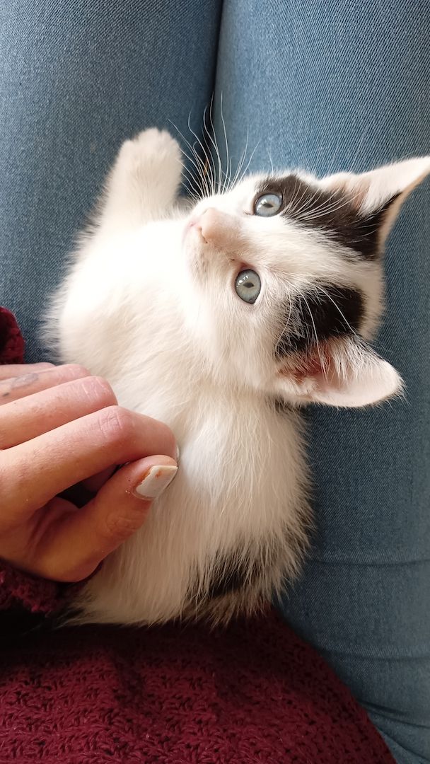 4 Junge Kitten suchen ein Liebevolles Zuhause