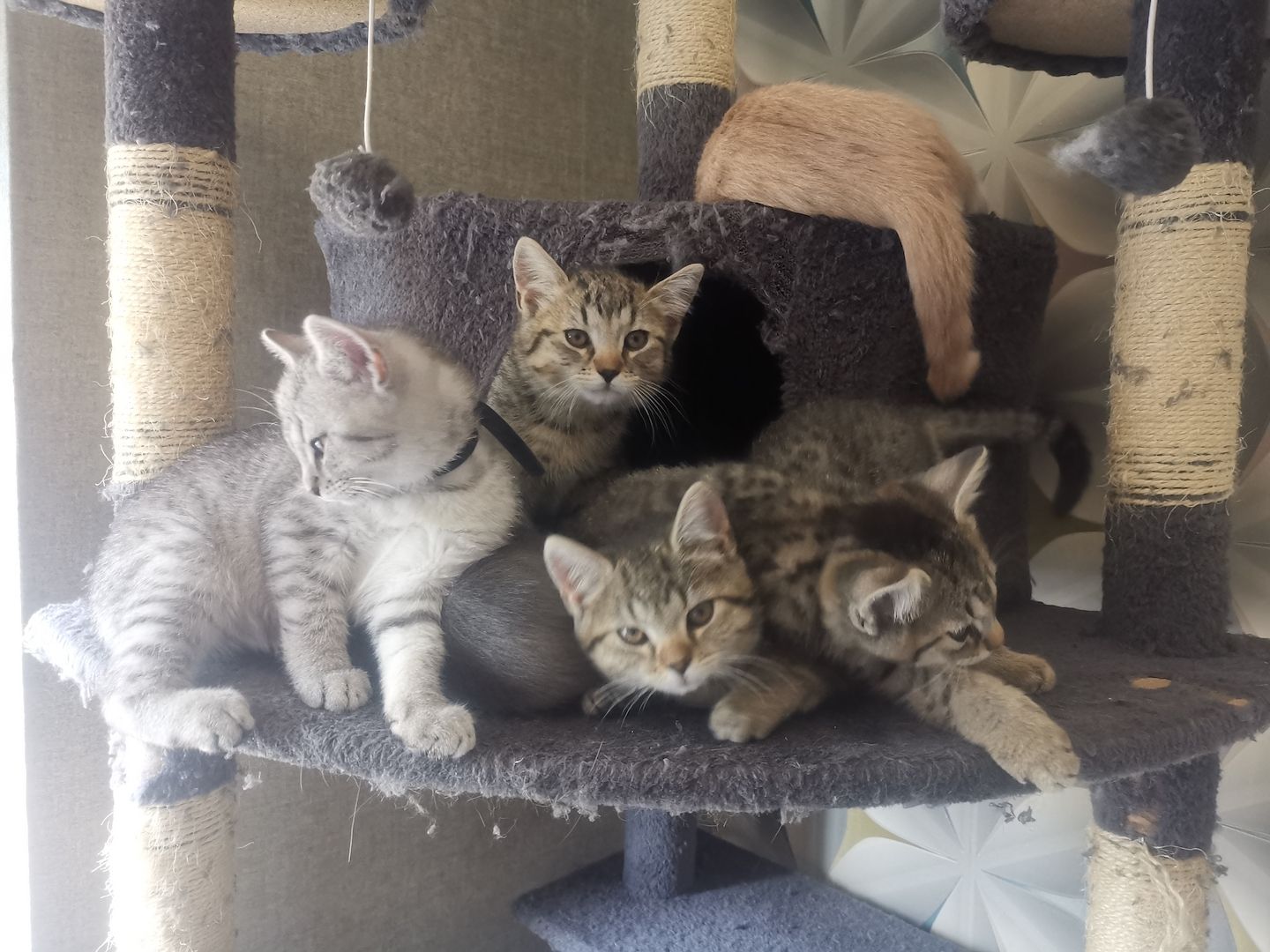 Bkh mix kitten abzugeben