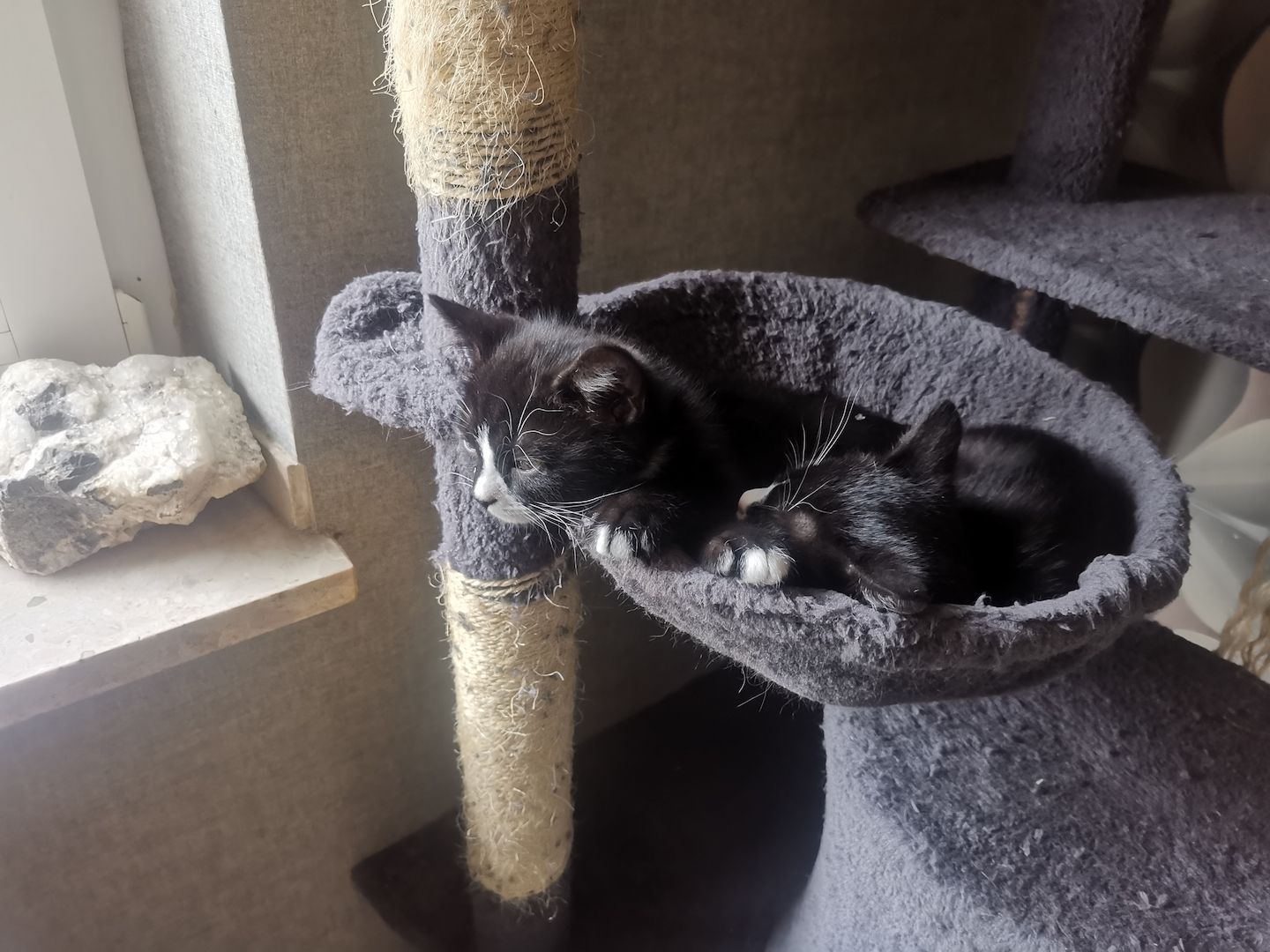 Bkh mix kitten abzugeben