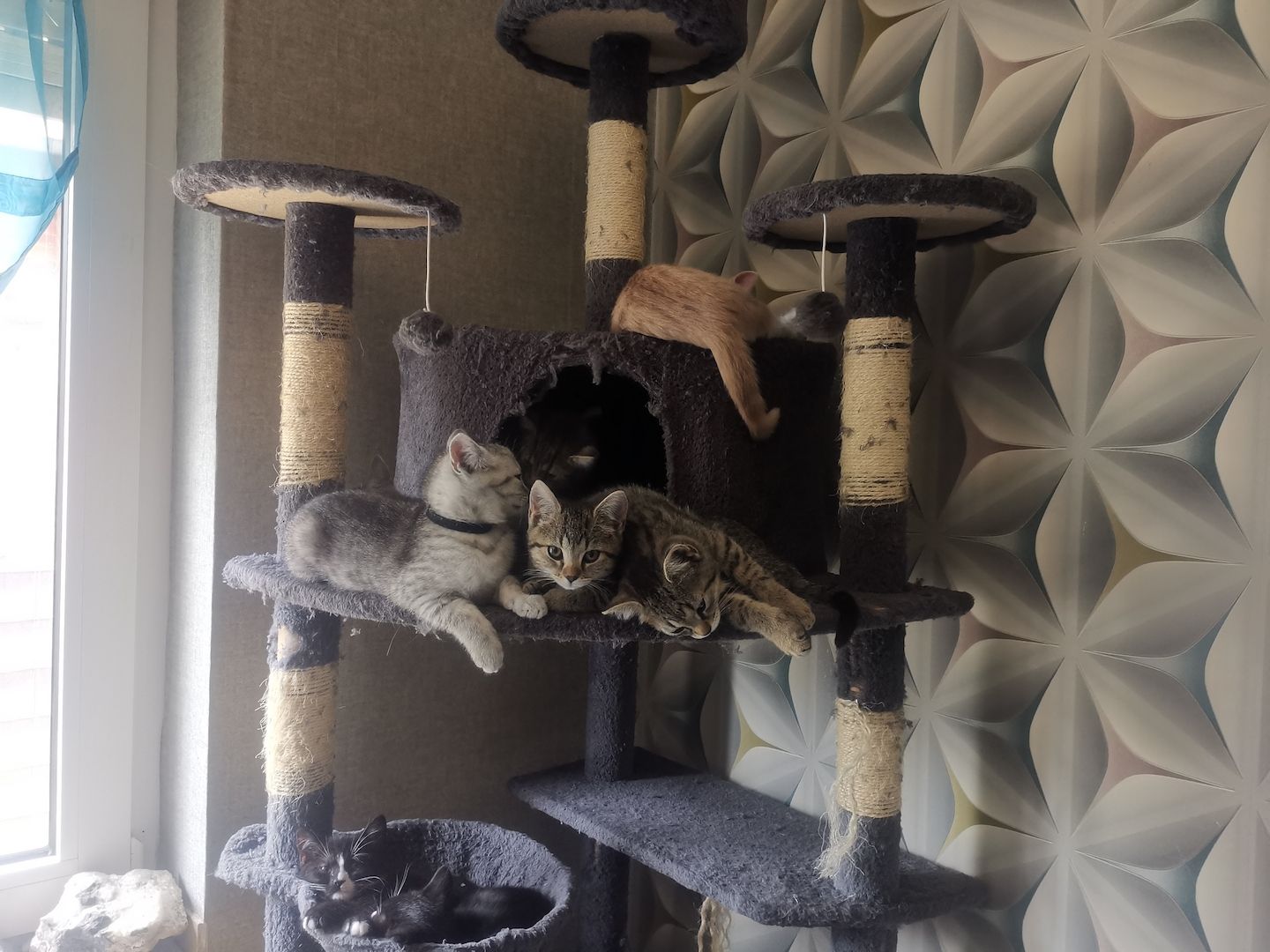 Bkh mix kitten abzugeben