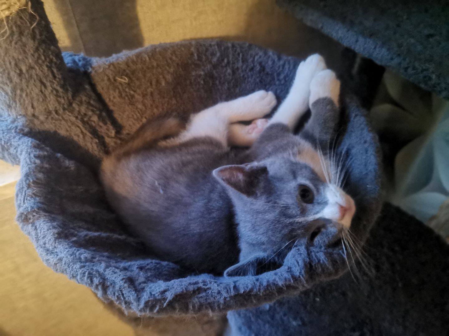 Bkh mix kitten abzugeben