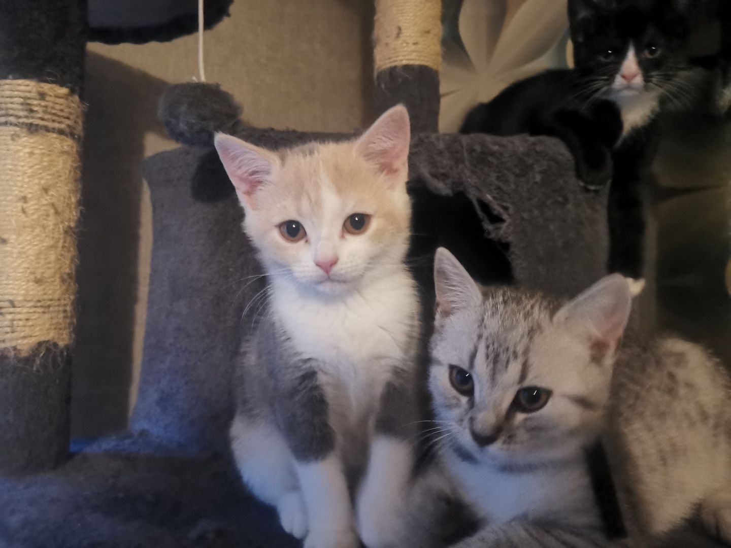 Bkh mix kitten abzugeben