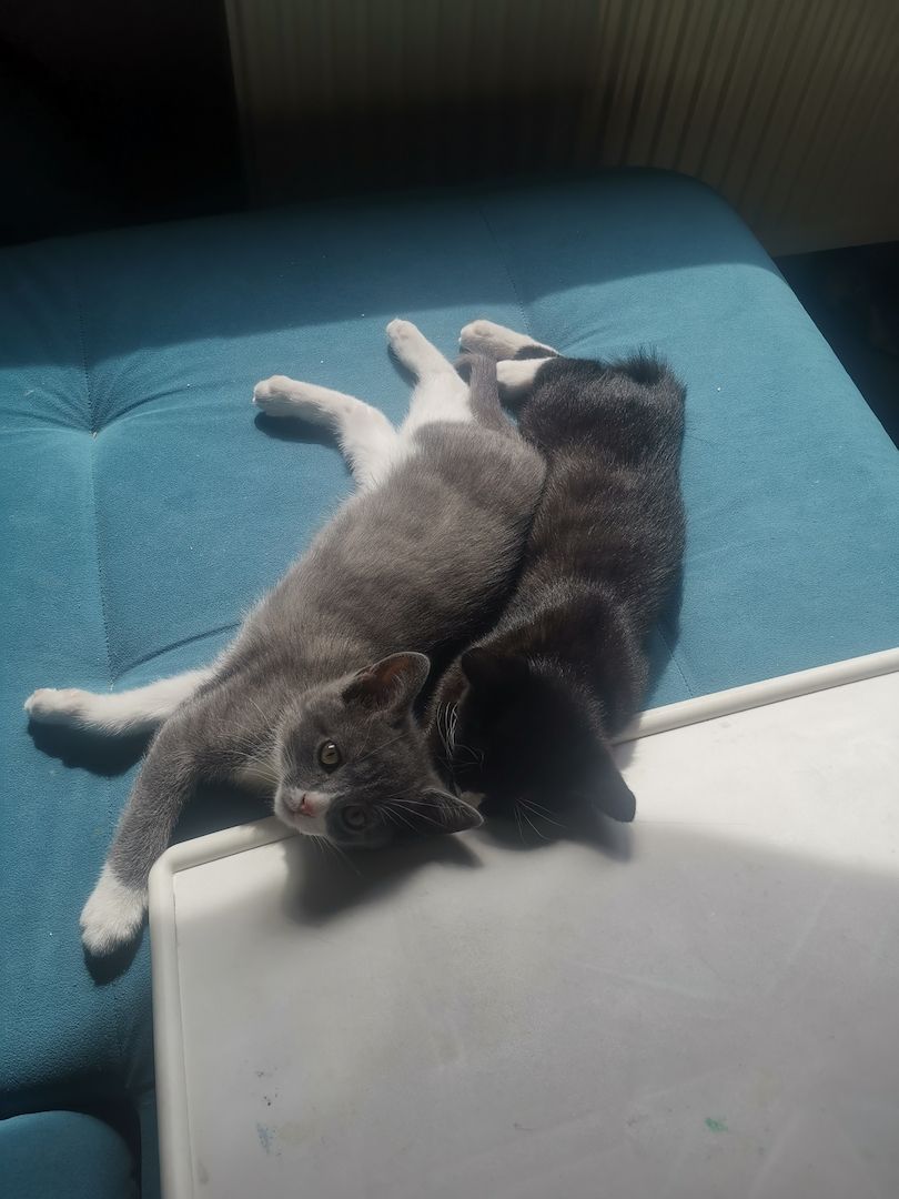 Bkh mix kitten abzugeben