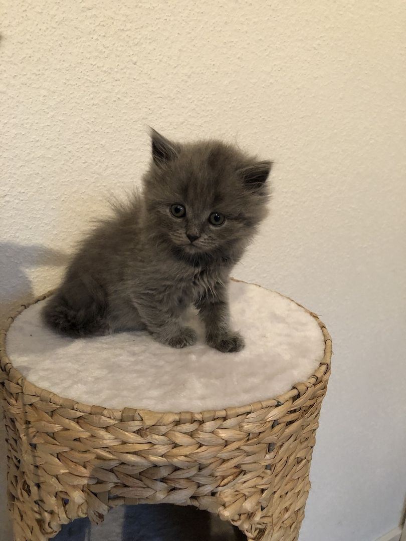 Wunderschöne BKH Kitten 100% reinrassig