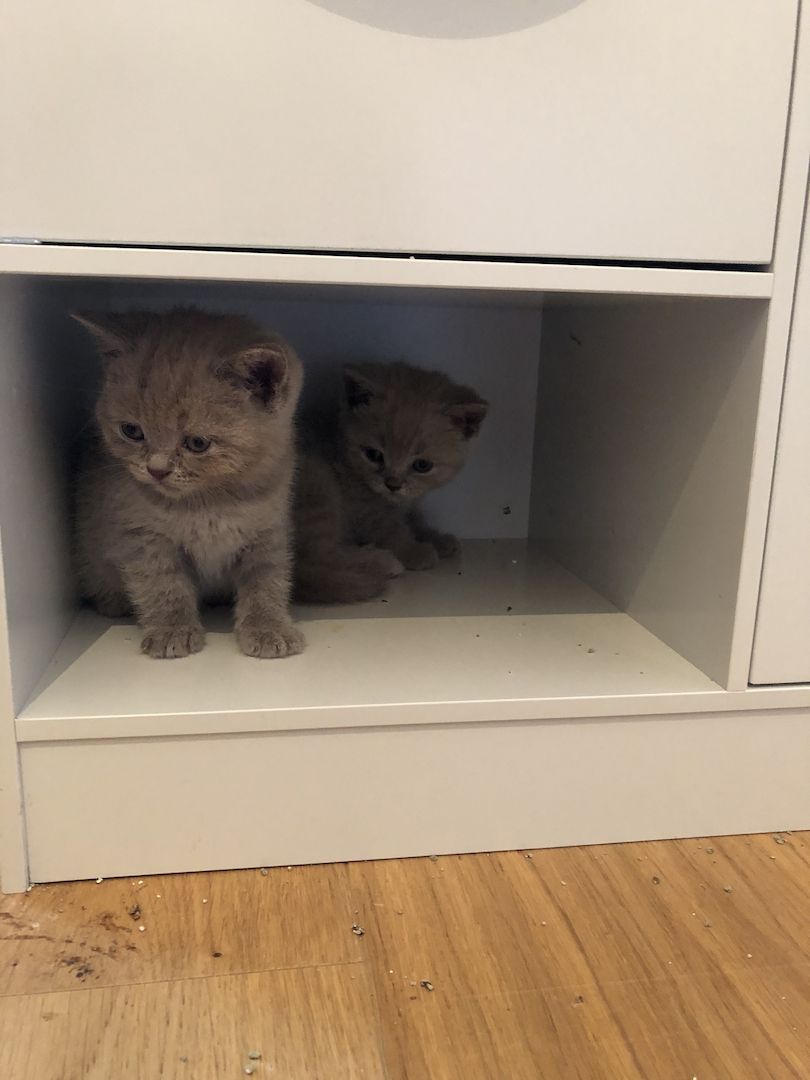 Wunderschöne BKH Kitten 100% reinrassig