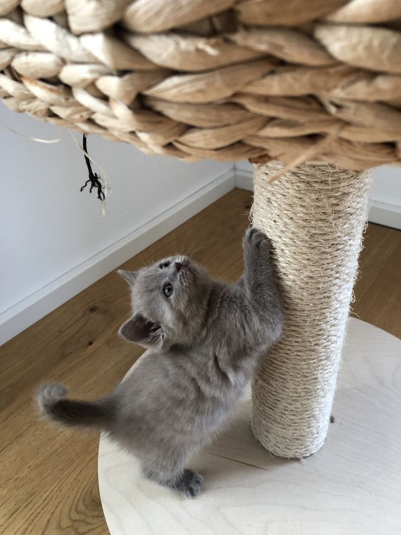 Wunderschöne BKH Kitten 100% reinrassig