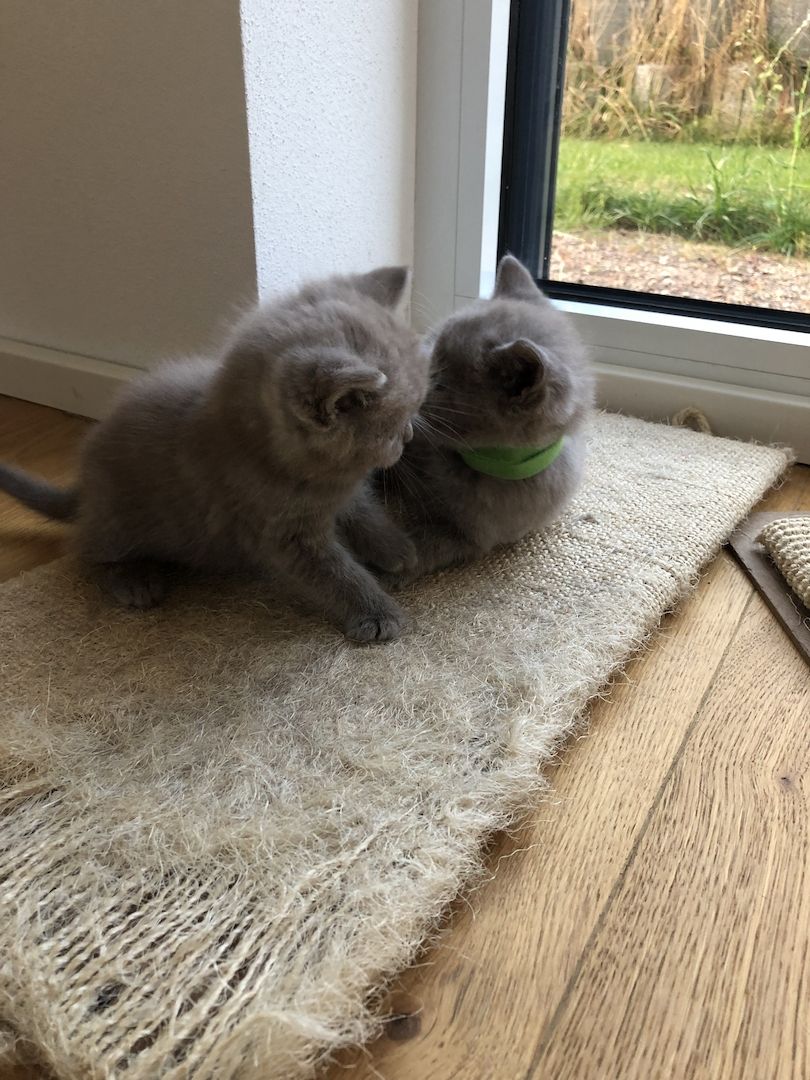 Wunderschöne BKH Kitten 100% reinrassig