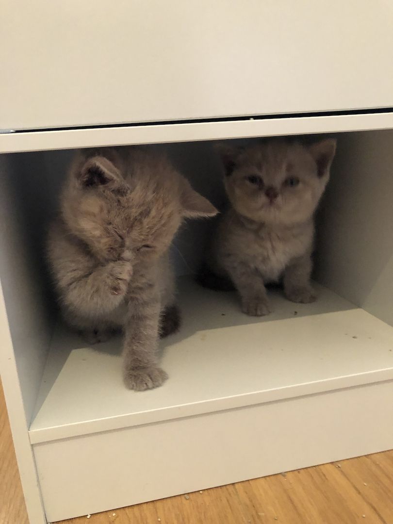 Wunderschöne BKH Kitten 100% reinrassig