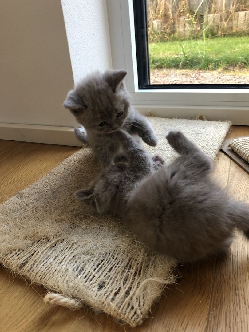Wunderschöne BKH Kitten 100% reinrassig