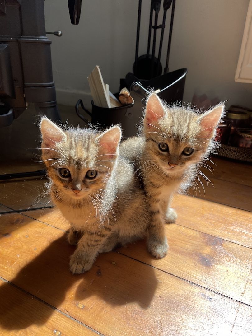 Hübsche BKH Kitten Mix