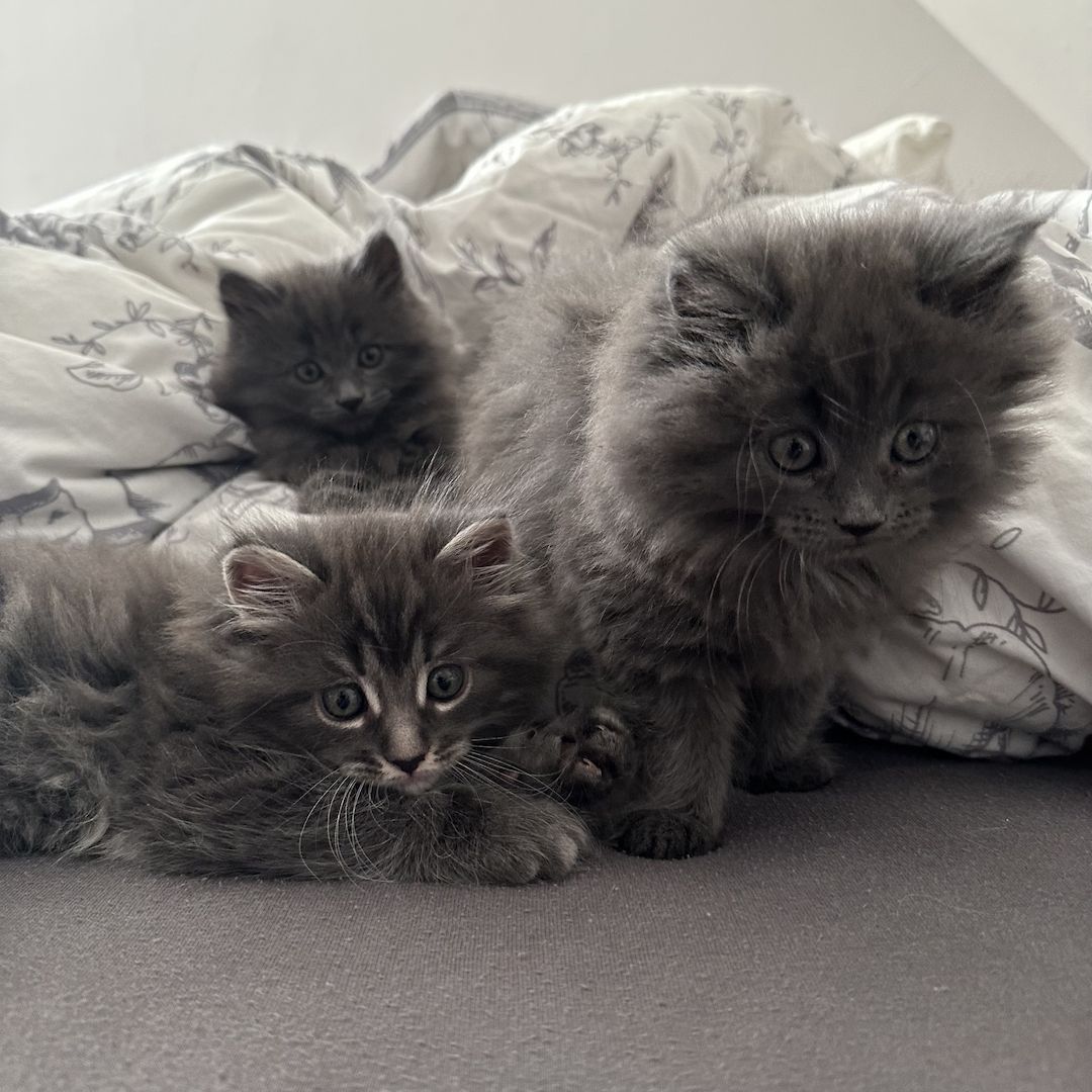 Reinrassige Maine Coon Kitten