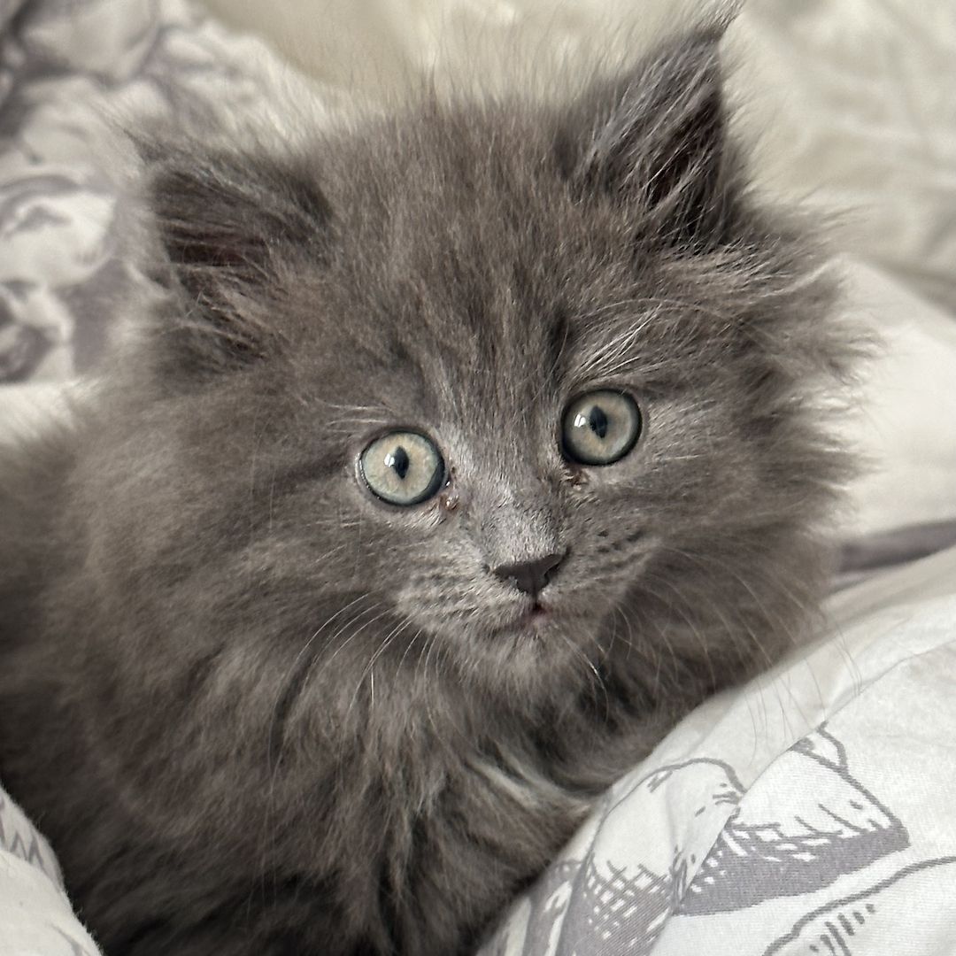 Reinrassige Maine Coon Kitten