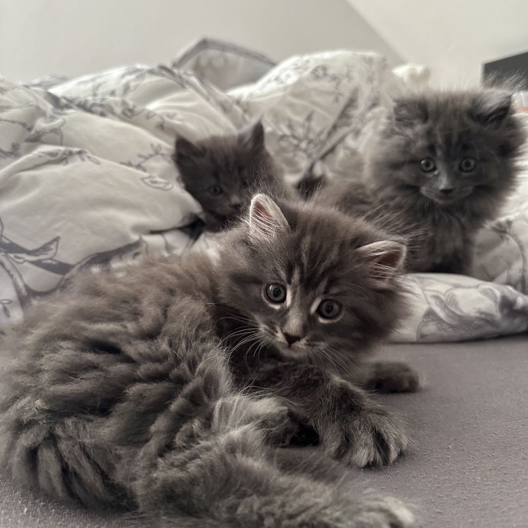 Reinrassige Maine Coon Kitten