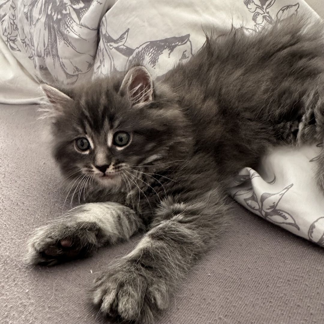 Reinrassige Maine Coon Kitten
