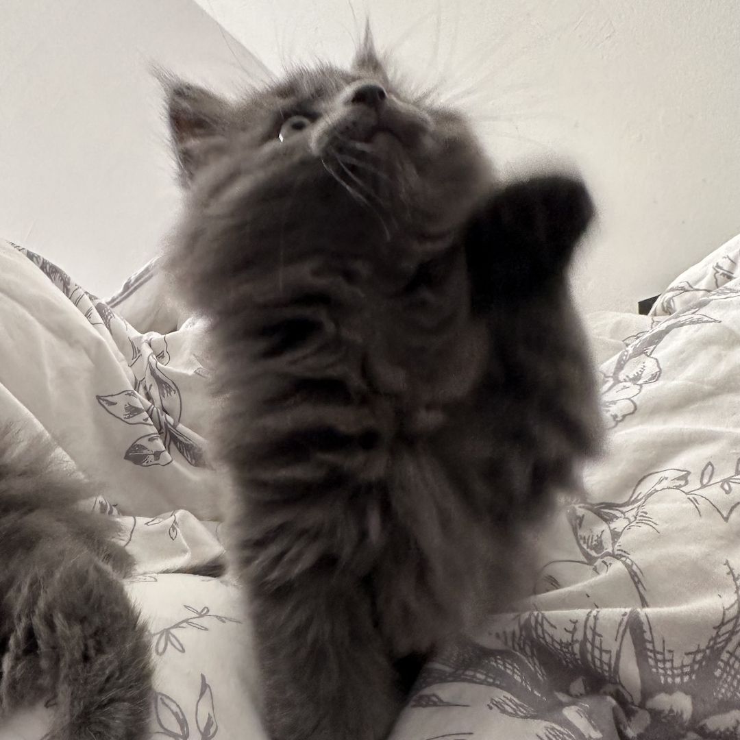 Reinrassige Maine Coon Kitten