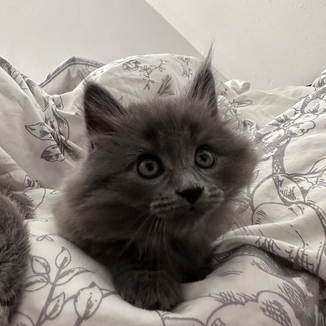 Reinrassige Maine Coon Kitten