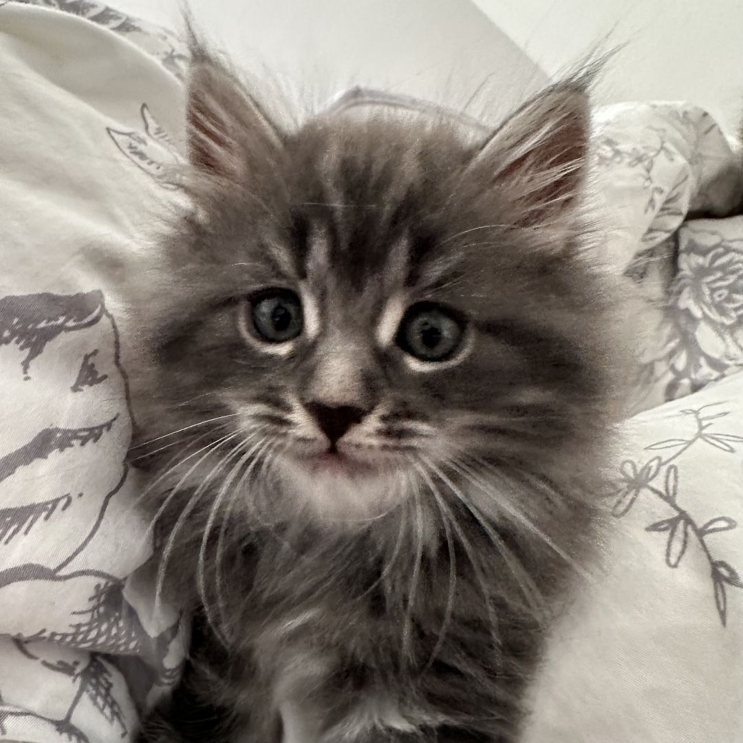 Reinrassige Maine Coon Kitten
