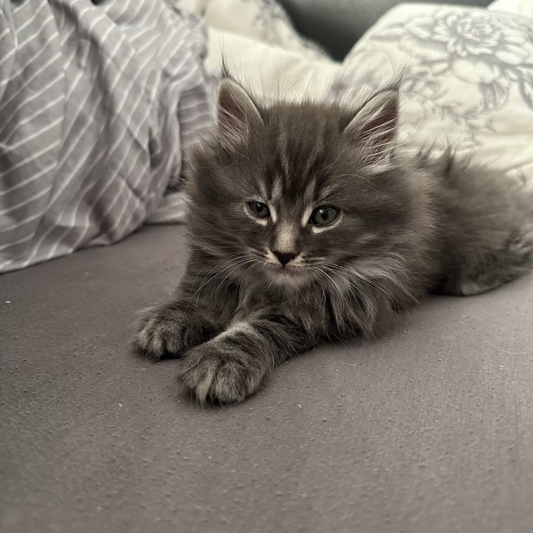 Reinrassige Maine Coon Kitten