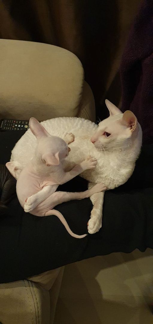 Cornish Rex Kätzchen