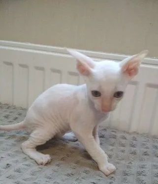 Cornish Rex Kätzchen