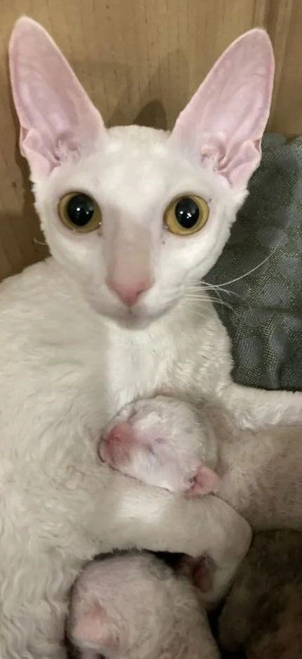 Cornish Rex Kätzchen