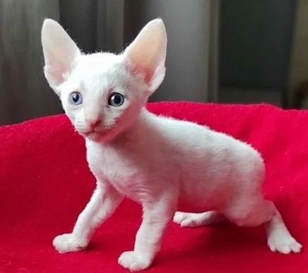 Cornish Rex Kätzchen