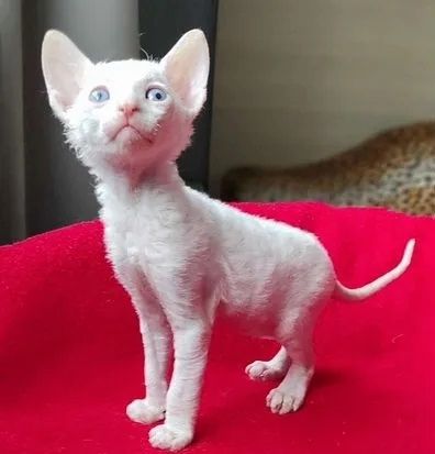 Cornish Rex Kätzchen