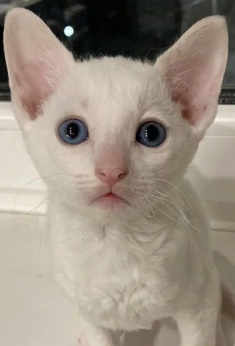 Cornish Rex Kätzchen