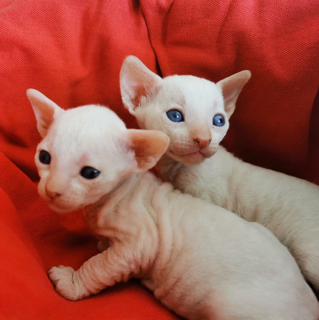 Cornish Rex Kätzchen