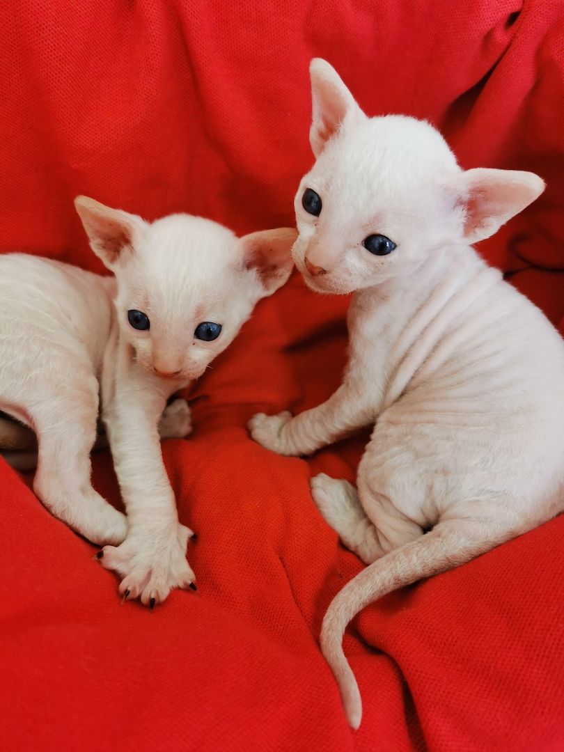 Cornish Rex Kätzchen