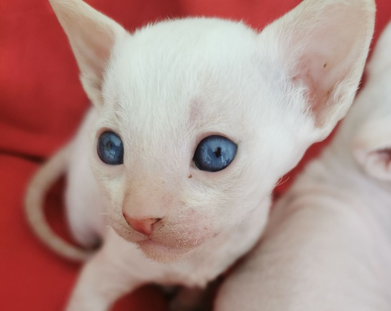 Cornish Rex Kätzchen
