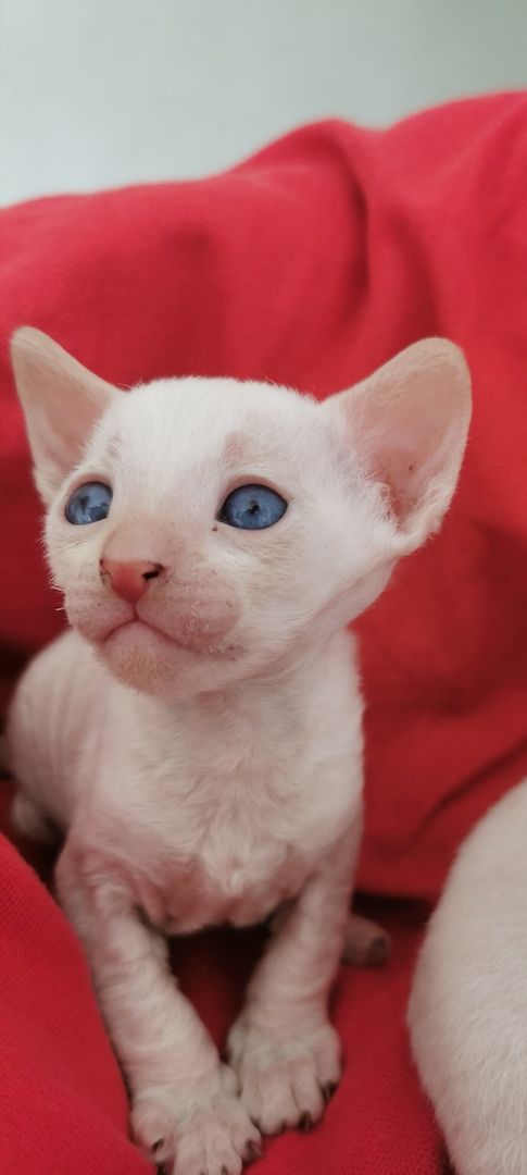 Cornish Rex Kätzchen