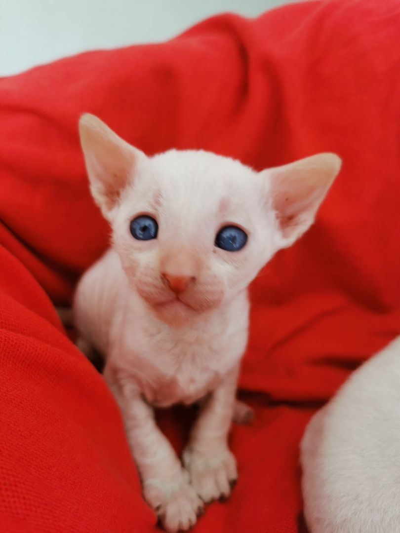 Cornish Rex Kätzchen