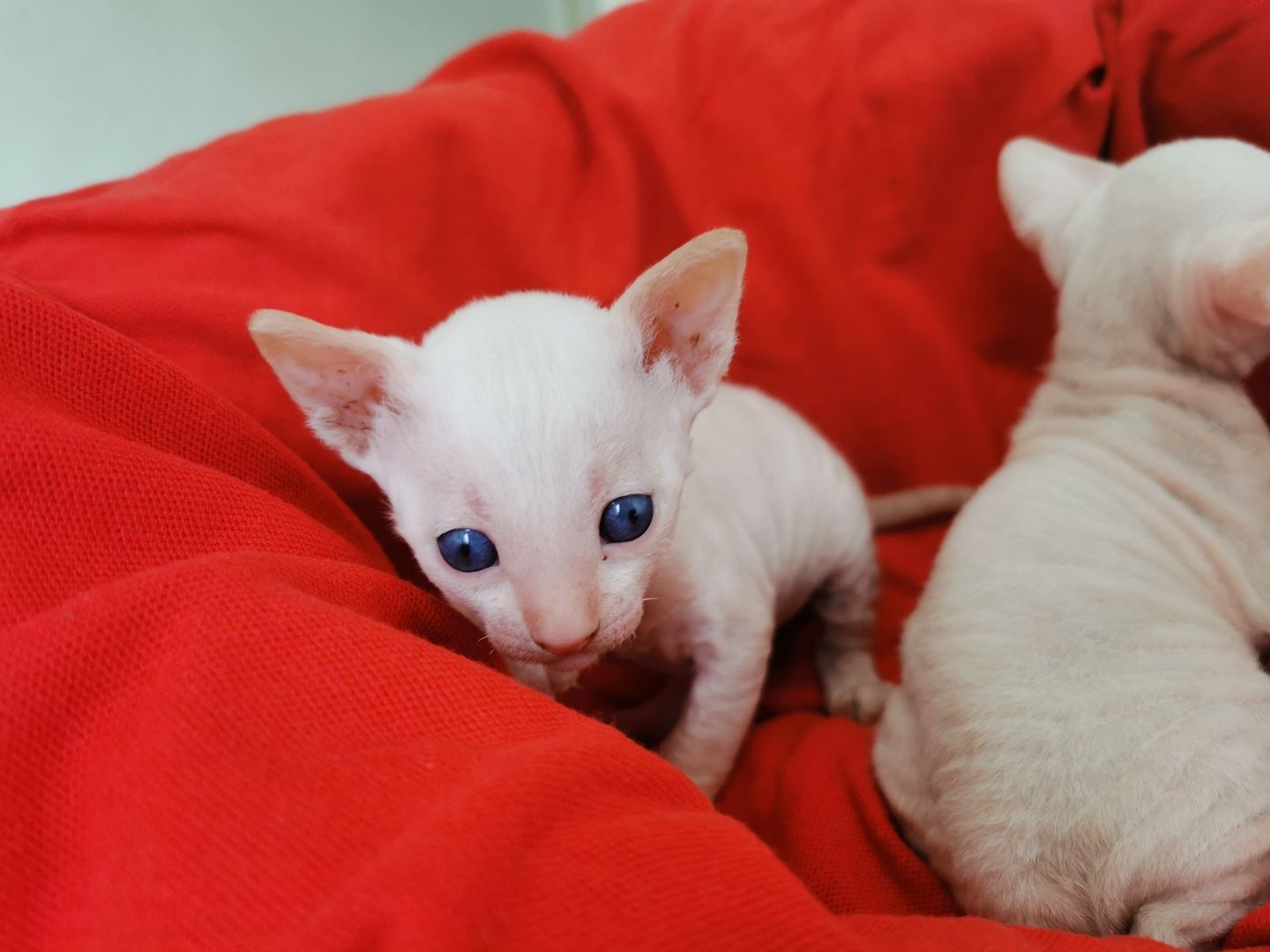 Cornish Rex Kätzchen