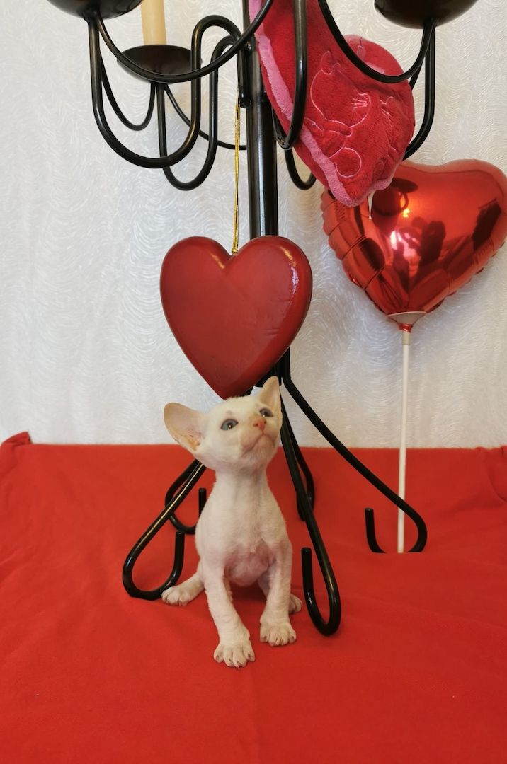 Cornish Rex Kätzchen