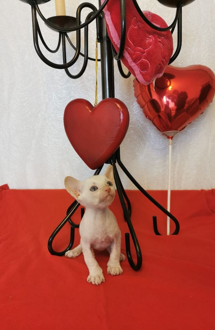 Cornish Rex Kätzchen