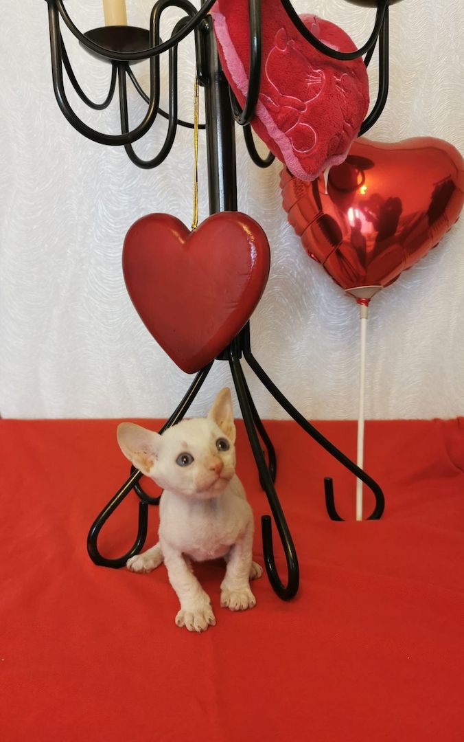 Cornish Rex Kätzchen