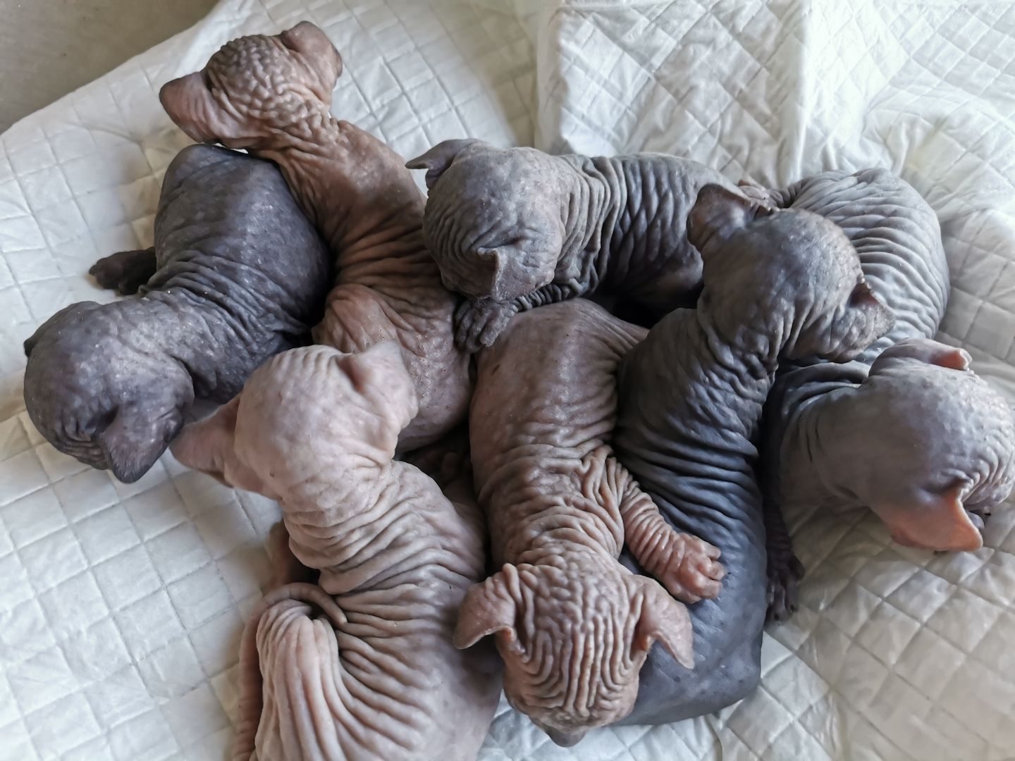 Zuckersüße KanadiaSphynx Kitten