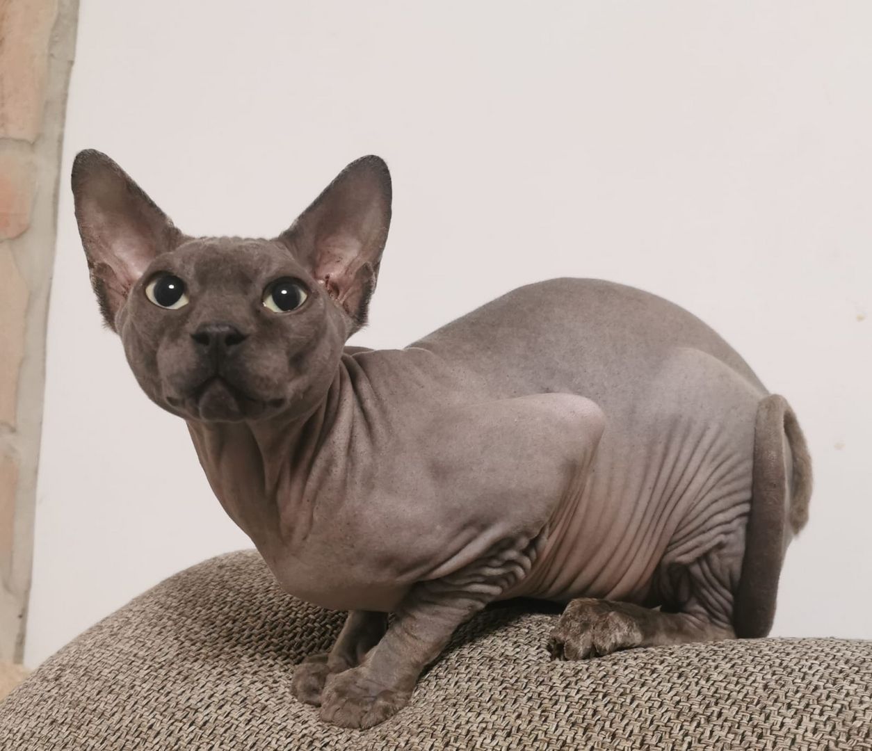 Zuckersüße KanadiaSphynx Kitten