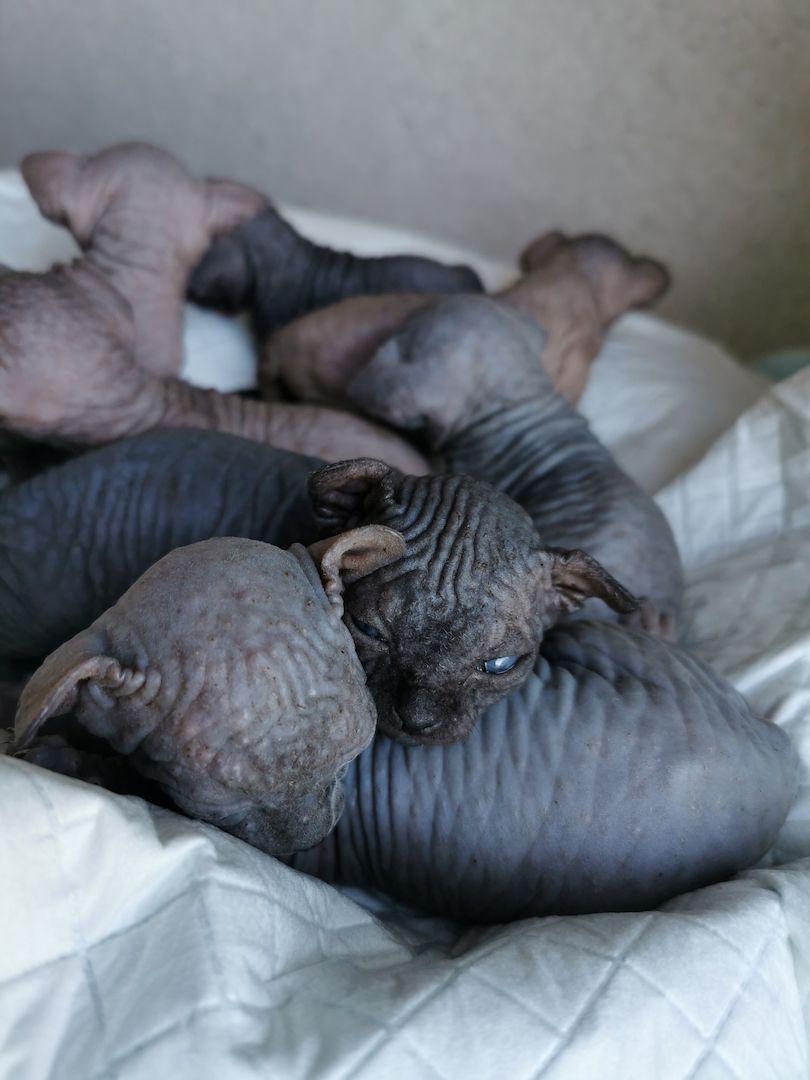 Zuckersüße KanadiaSphynx Kitten