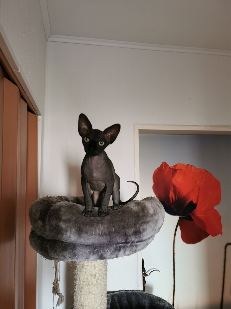 Zuckersüße KanadiaSphynx Kitten