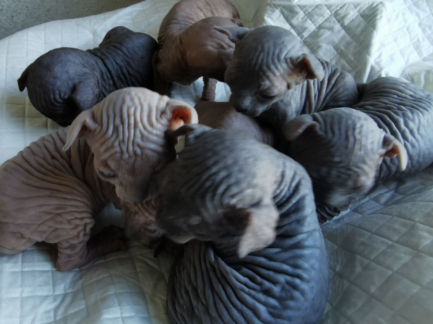 Zuckersüße KanadiaSphynx Kitten